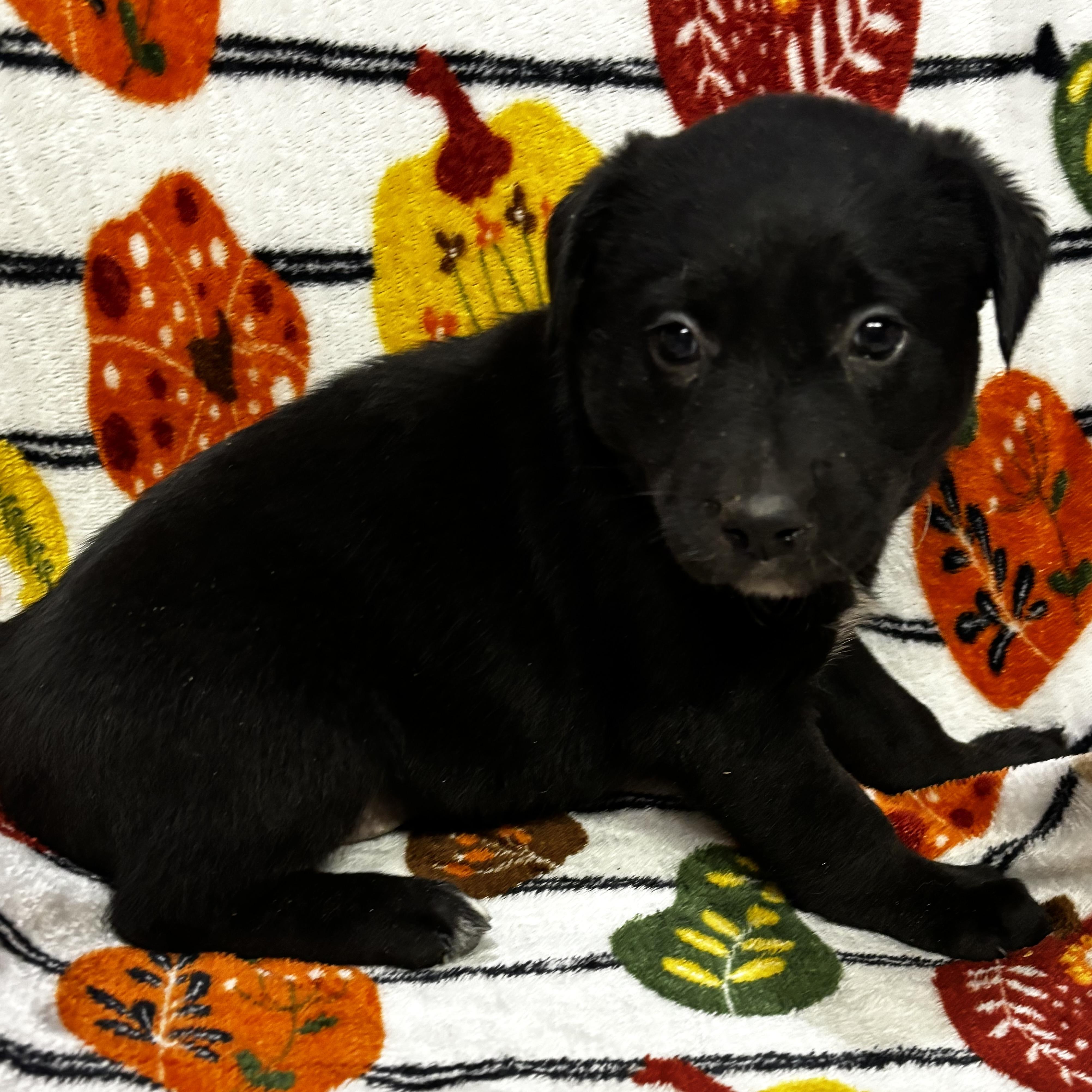 Enlarge Franny, a Adoptable mixed breed in Latham, NY image 3/6
