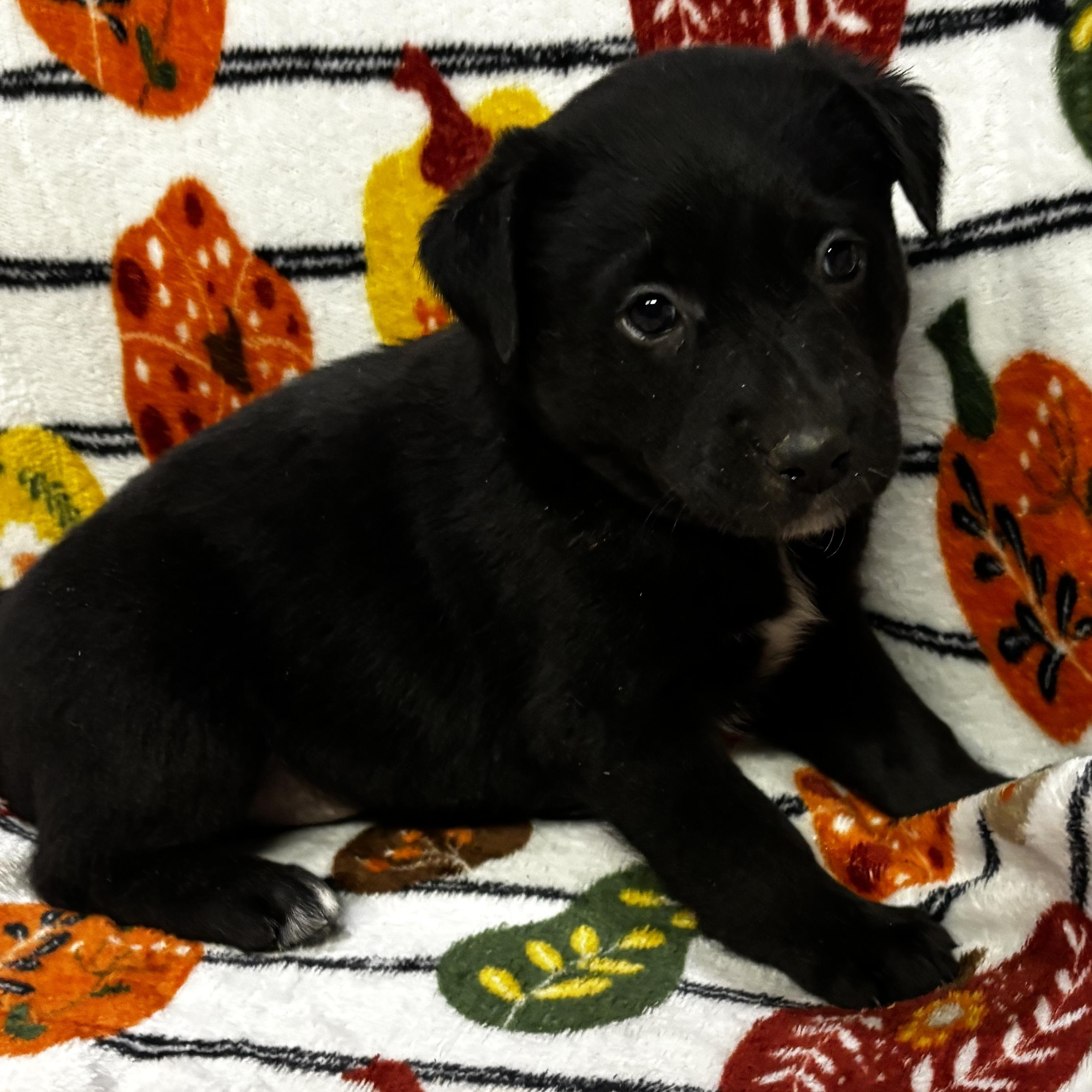 Enlarge Franny, a Adoptable mixed breed in Latham, NY image 5/6