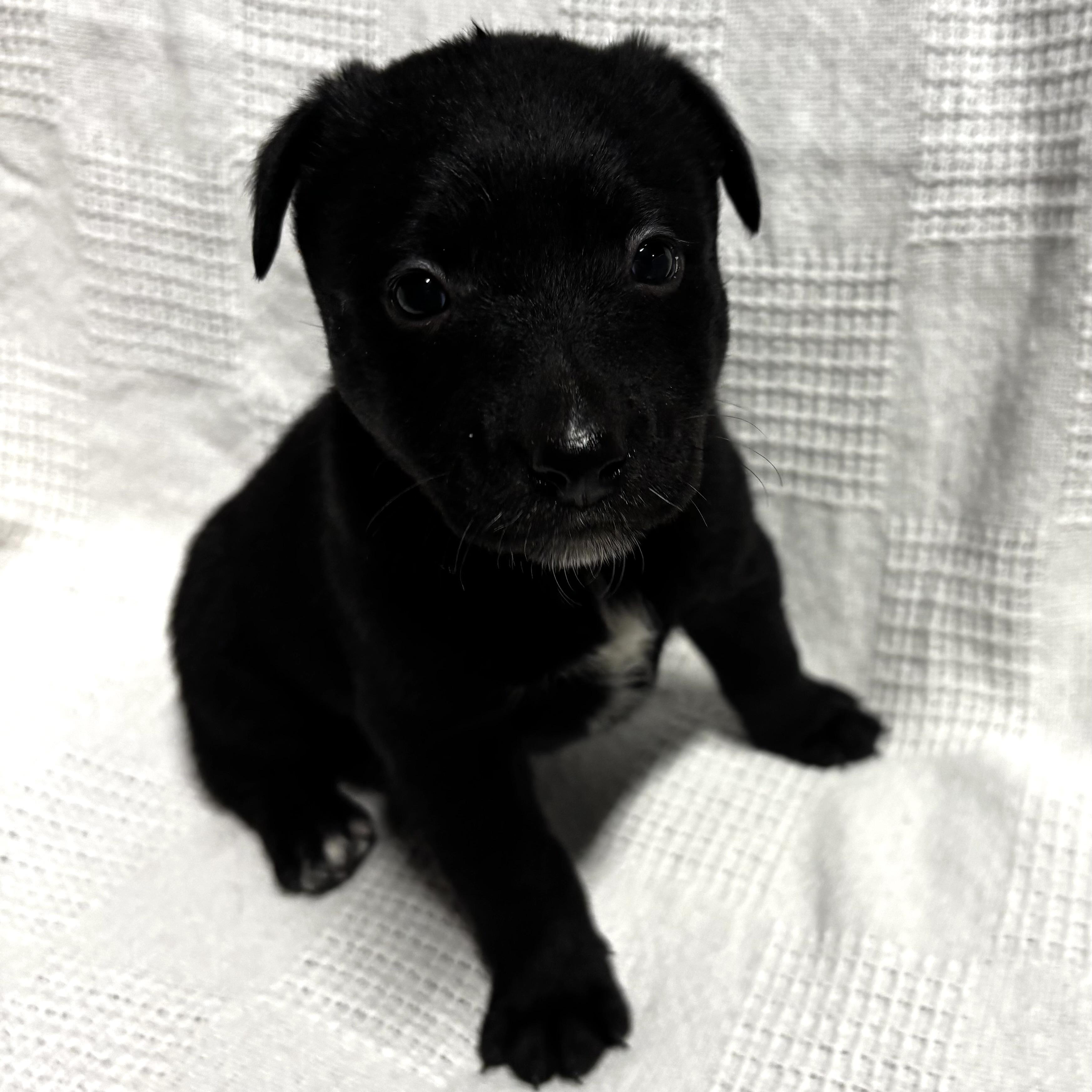 Enlarge Franny, a Adoptable mixed breed in Latham, NY image 6/6