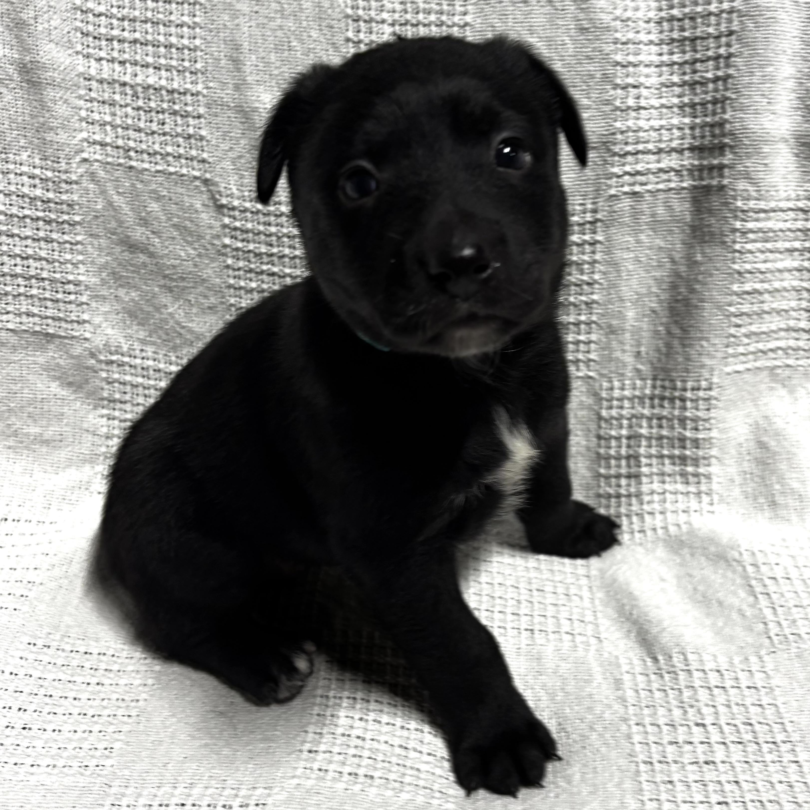Enlarge Franny, a Adoptable mixed breed in Latham, NY image 4/6