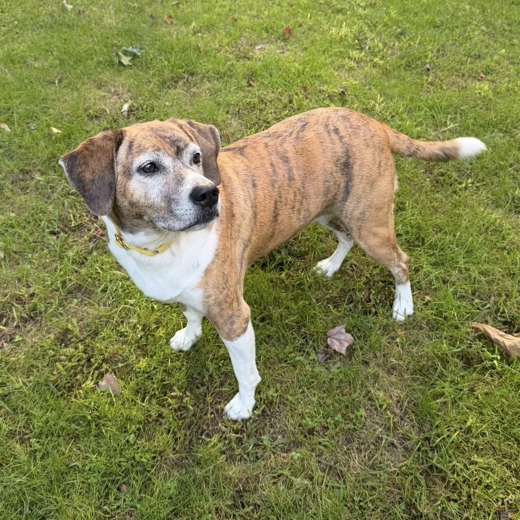 Enlarge Zoey, a Adoptable mixed breed in Pelham, NH image 4/6