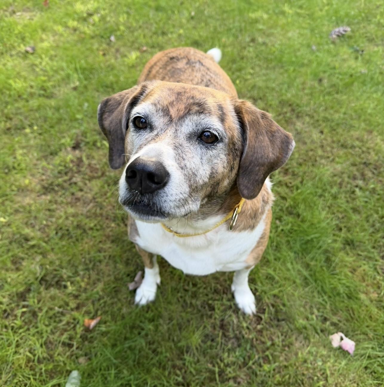 Enlarge Zoey, a Adoptable mixed breed in Pelham, NH image 6/6