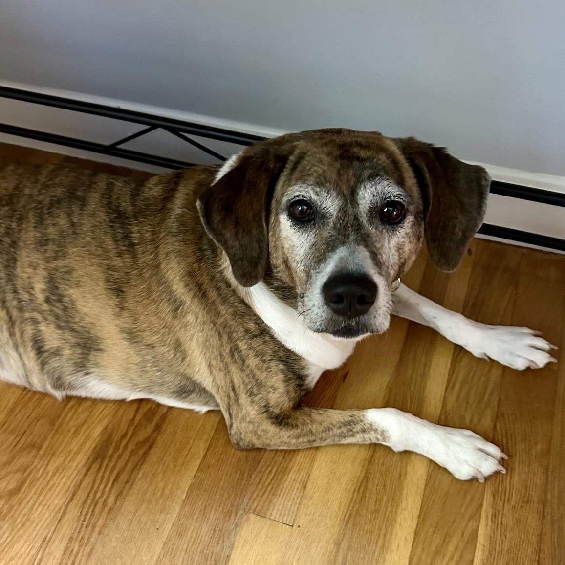 Enlarge Zoey, a Adoptable mixed breed in Pelham, NH image 2/6