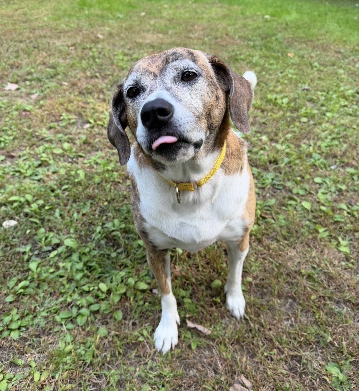 Enlarge Zoey, a Adoptable mixed breed in Pelham, NH image 3/6