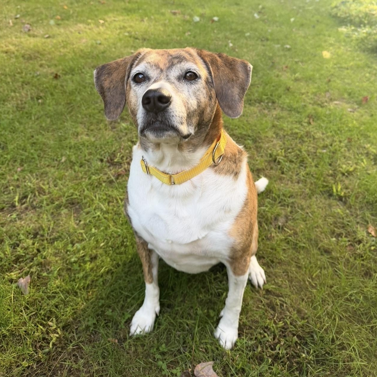 Zoey, Adoptable, Adult Female Hound & Beagle.
