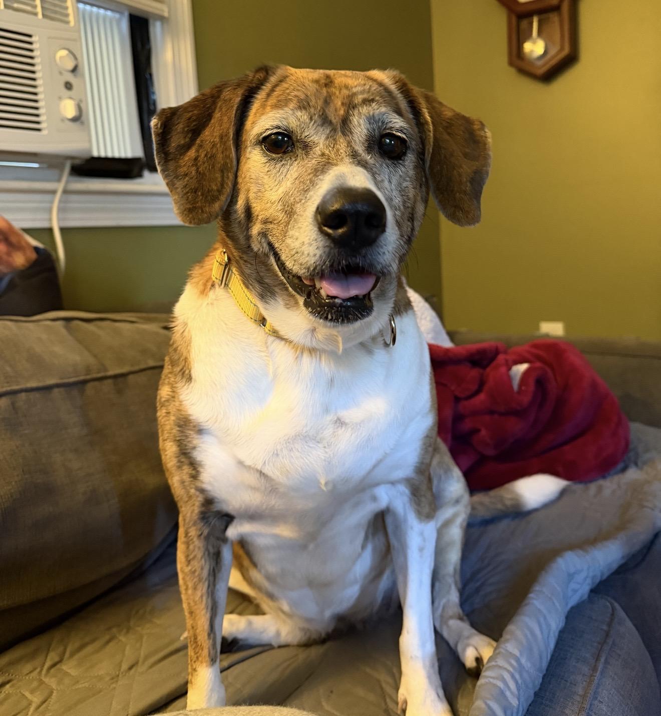 Enlarge Zoey, a Adoptable mixed breed in Pelham, NH image 5/6