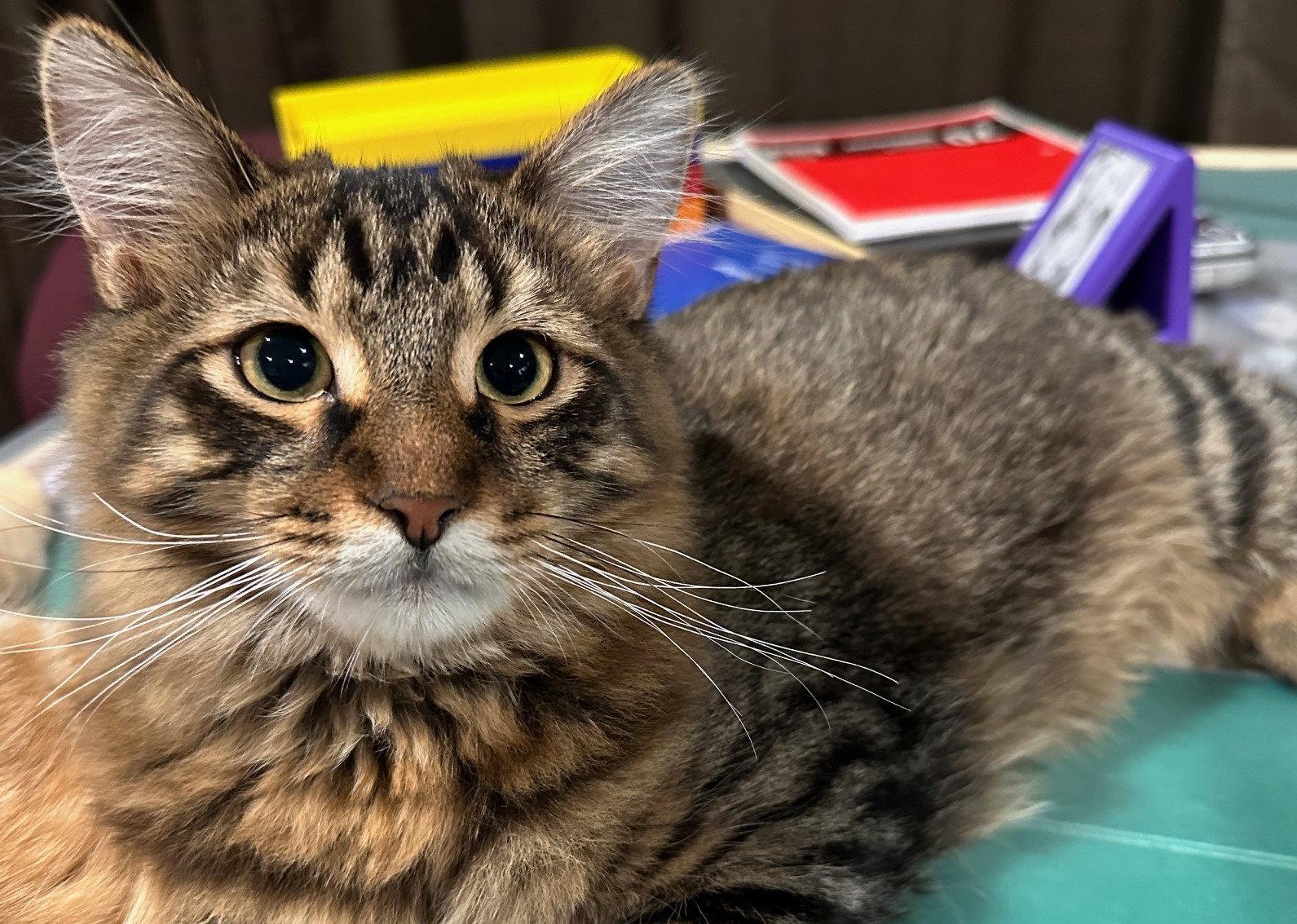 Enlarge Vibe, a Adoptable Domestic Medium Hair in Colorado Springs, CO image 1/1