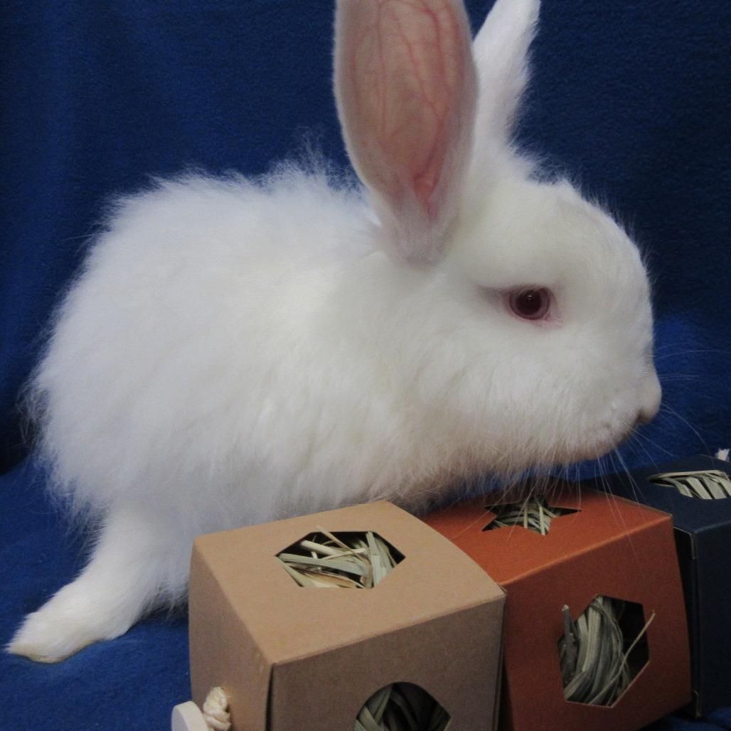 Enlarge Zucchini, a Adoptable Angora Rabbit in Newport, PA image 1/4