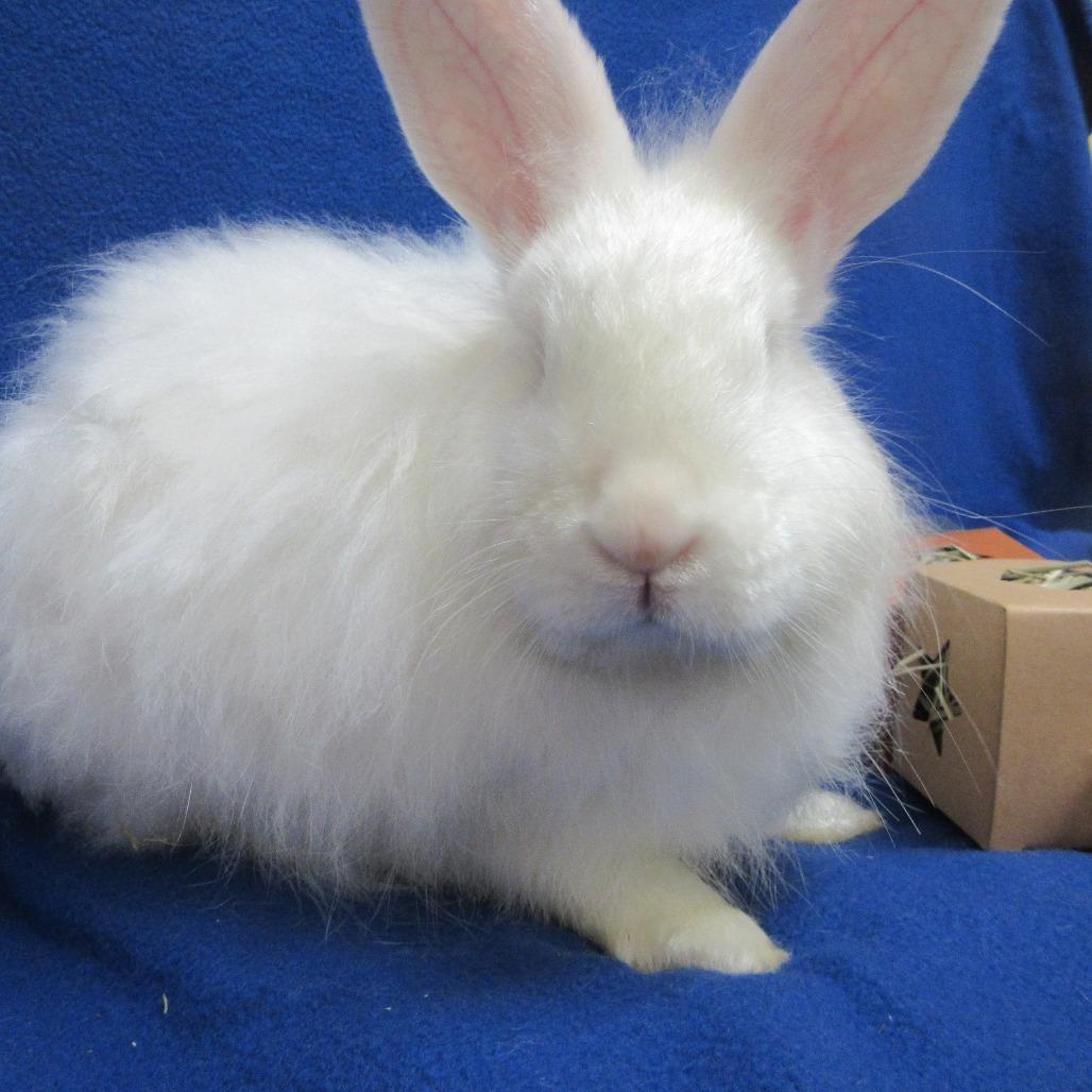 Enlarge Zucchini, a Adoptable Angora Rabbit in Newport, PA image 2/4