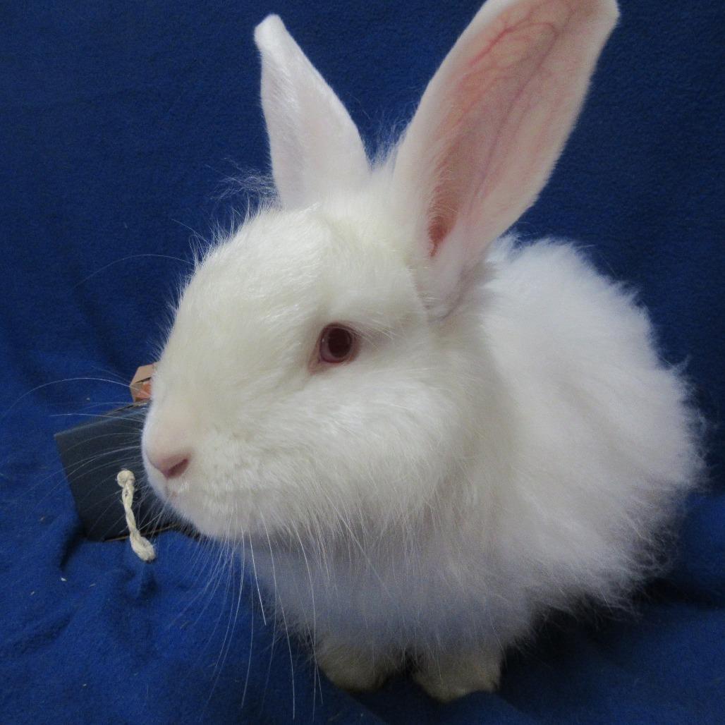 Enlarge Zucchini, a Adoptable Angora Rabbit in Newport, PA image 3/4