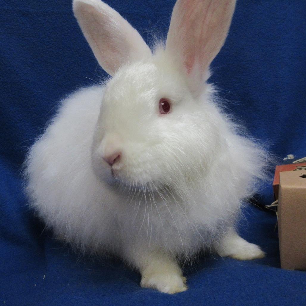 Enlarge Zucchini, a Adoptable Angora Rabbit in Newport, PA image 4/4