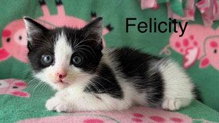 Felicity, Adoptable, Kitten Female Domestic Short Hair.