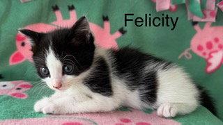 Enlarge Felicity, a Adoptable Domestic Short Hair in Oakland Park, FL image 2/3