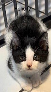 Enlarge Felicity, a Adoptable Domestic Short Hair in Oakland Park, FL image 3/3