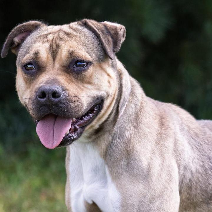 Amari, Adoptable, Adult Female Pit Bull Terrier & Mixed Breed.