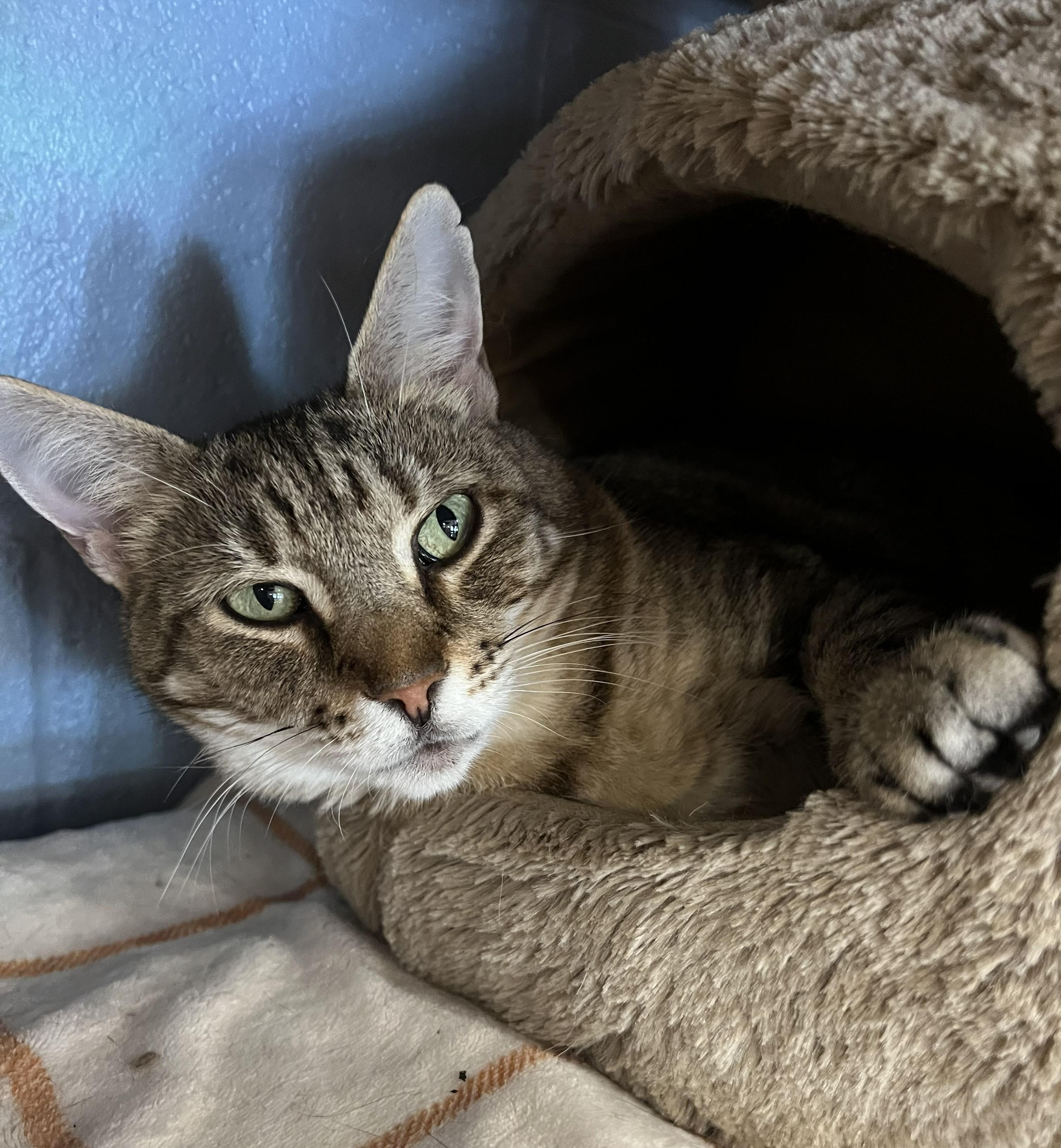 Hazel, a ADOPTABLE Domestic Short Hair in Bethesda, MD image 5/5