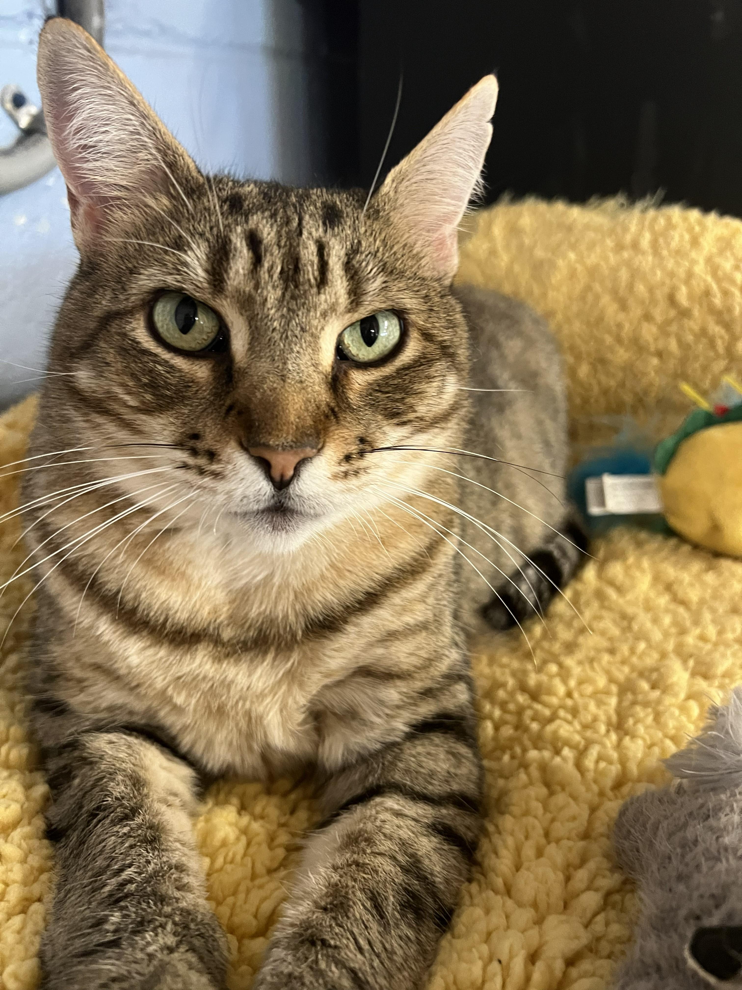 Hazel, a ADOPTABLE Domestic Short Hair in Bethesda, MD image 2/5