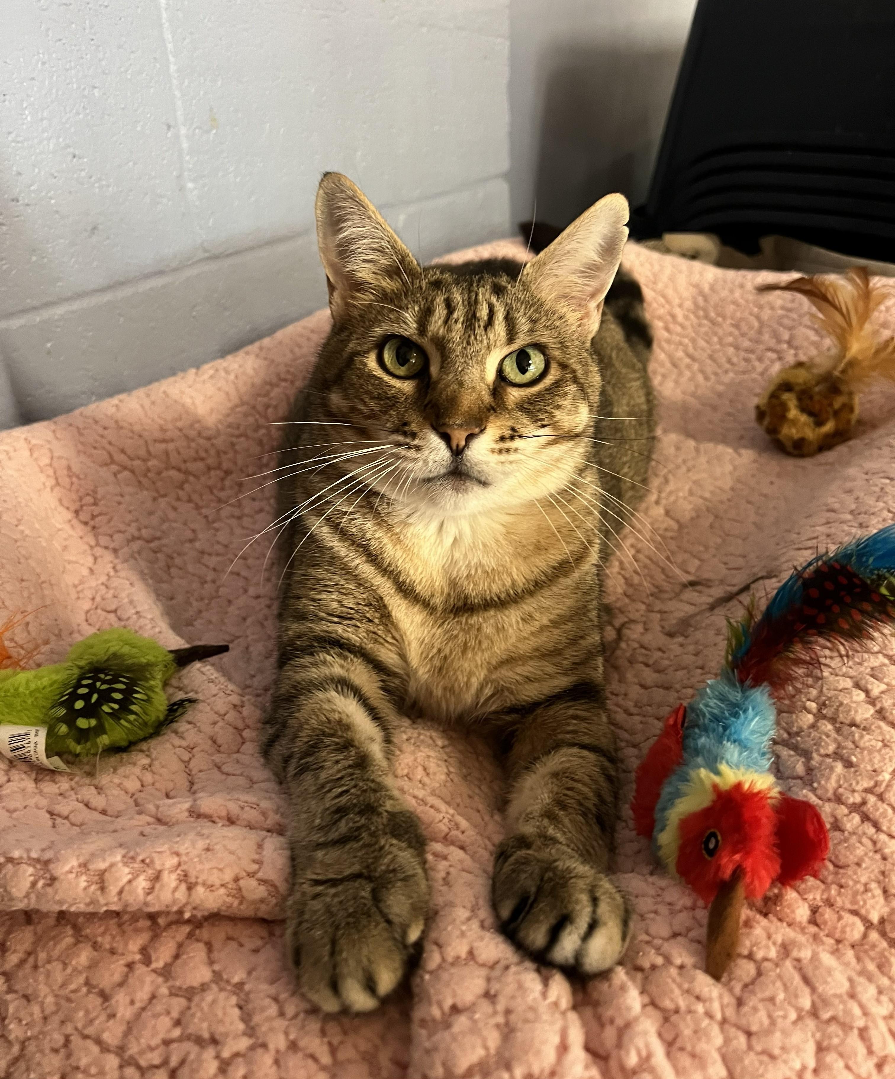 Hazel, a ADOPTABLE Domestic Short Hair in Bethesda, MD image 4/5