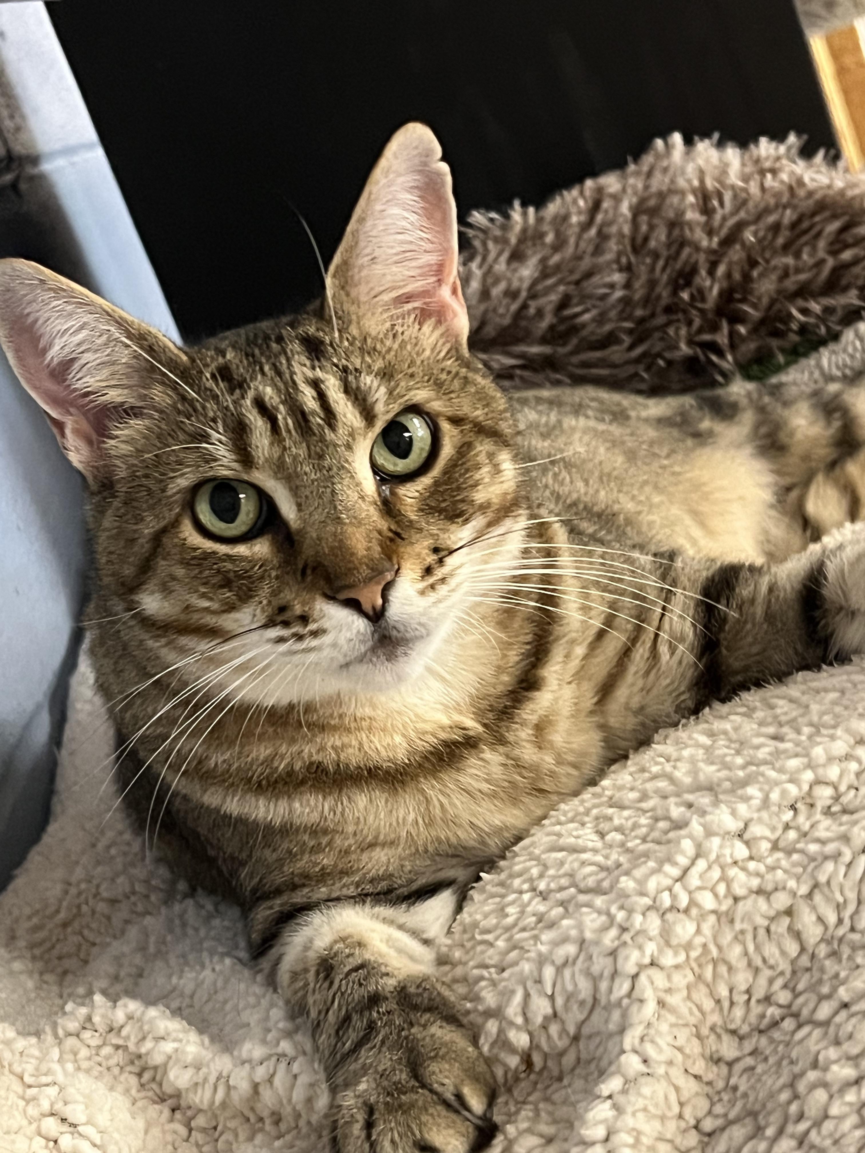 Hazel, a ADOPTABLE Domestic Short Hair in Bethesda, MD image 3/5