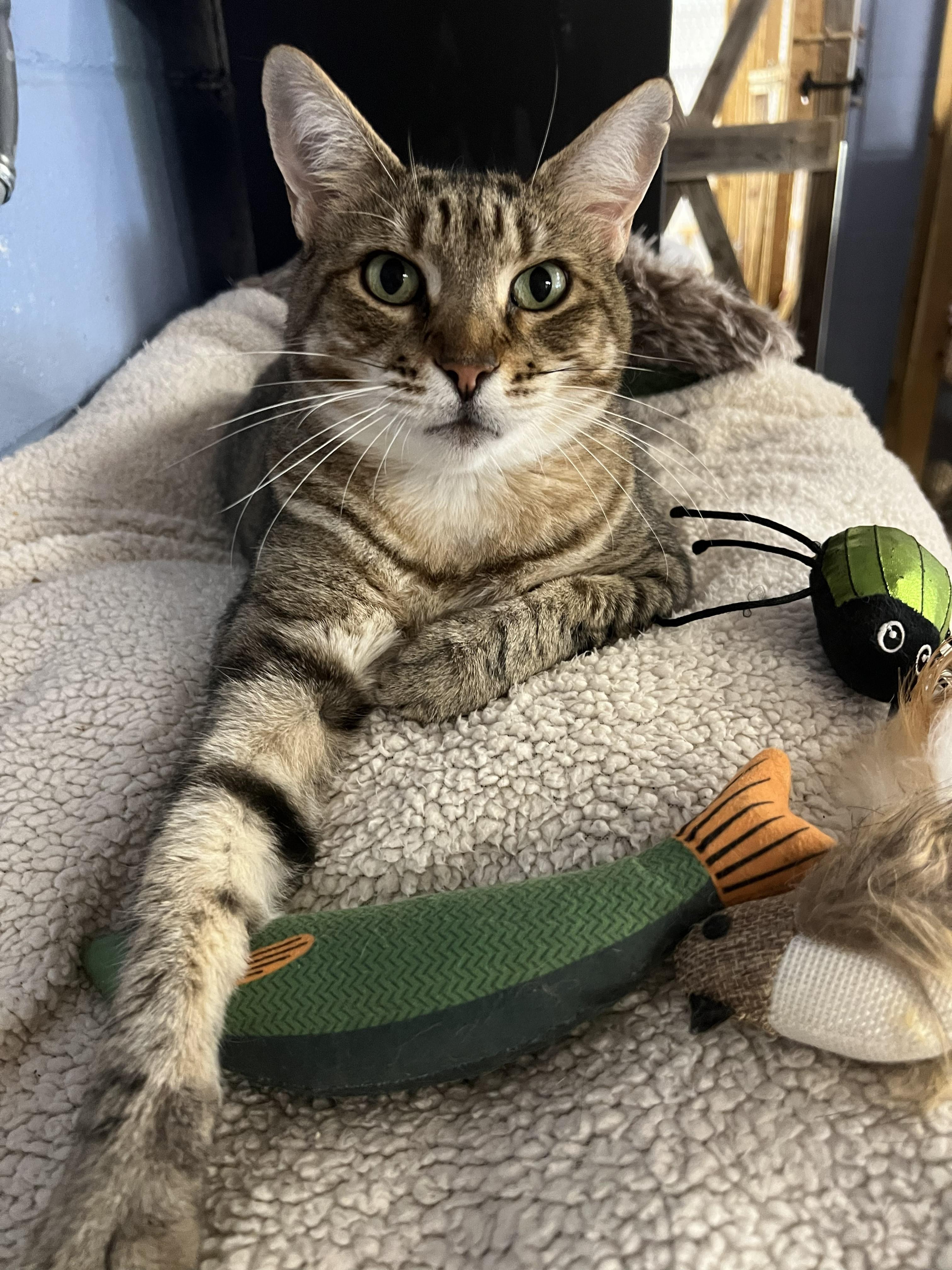 Hazel, ADOPTABLE, Adult Female Domestic Short Hair.