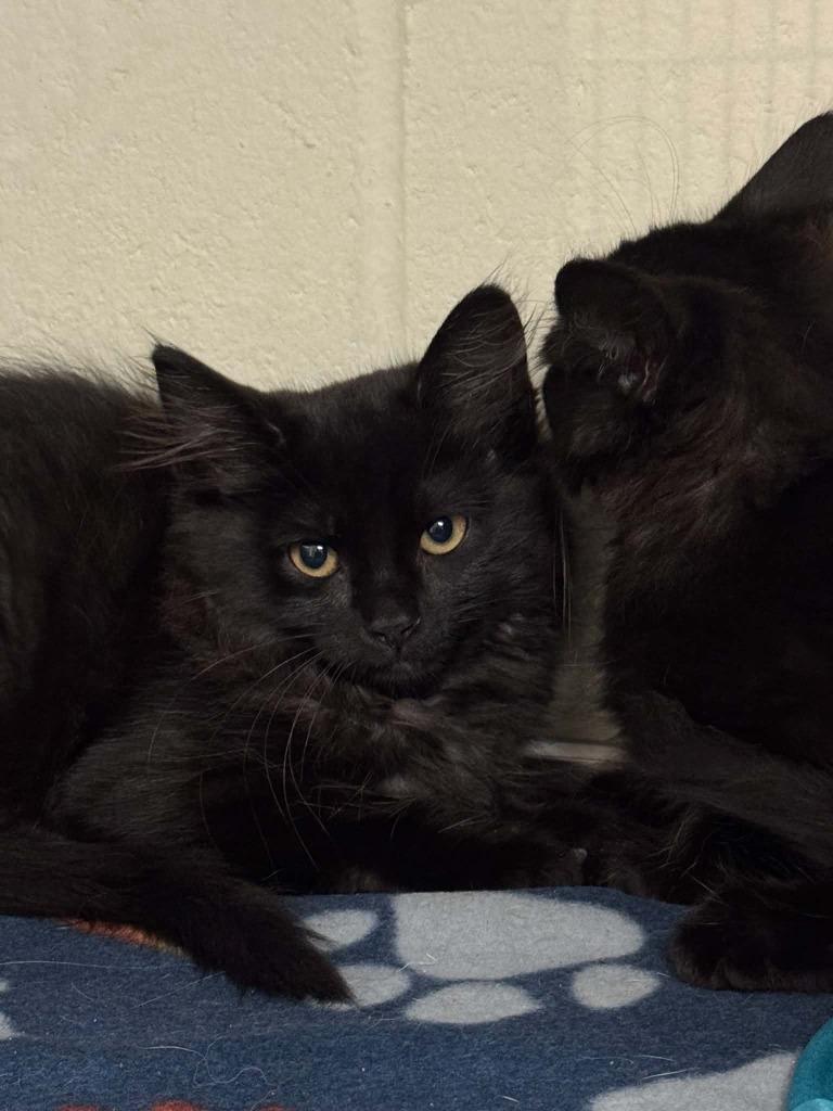 Enlarge Chalkboard, a Adoptable mixed breed in Grand Forks, ND image 1/2