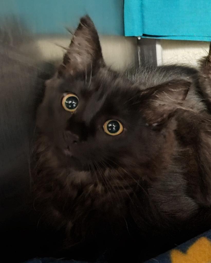 Enlarge Chalkboard, a Adoptable mixed breed in Grand Forks, ND image 2/2