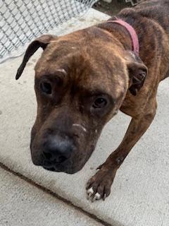Hodgepodge, Adult Male Pit Bull Terrier