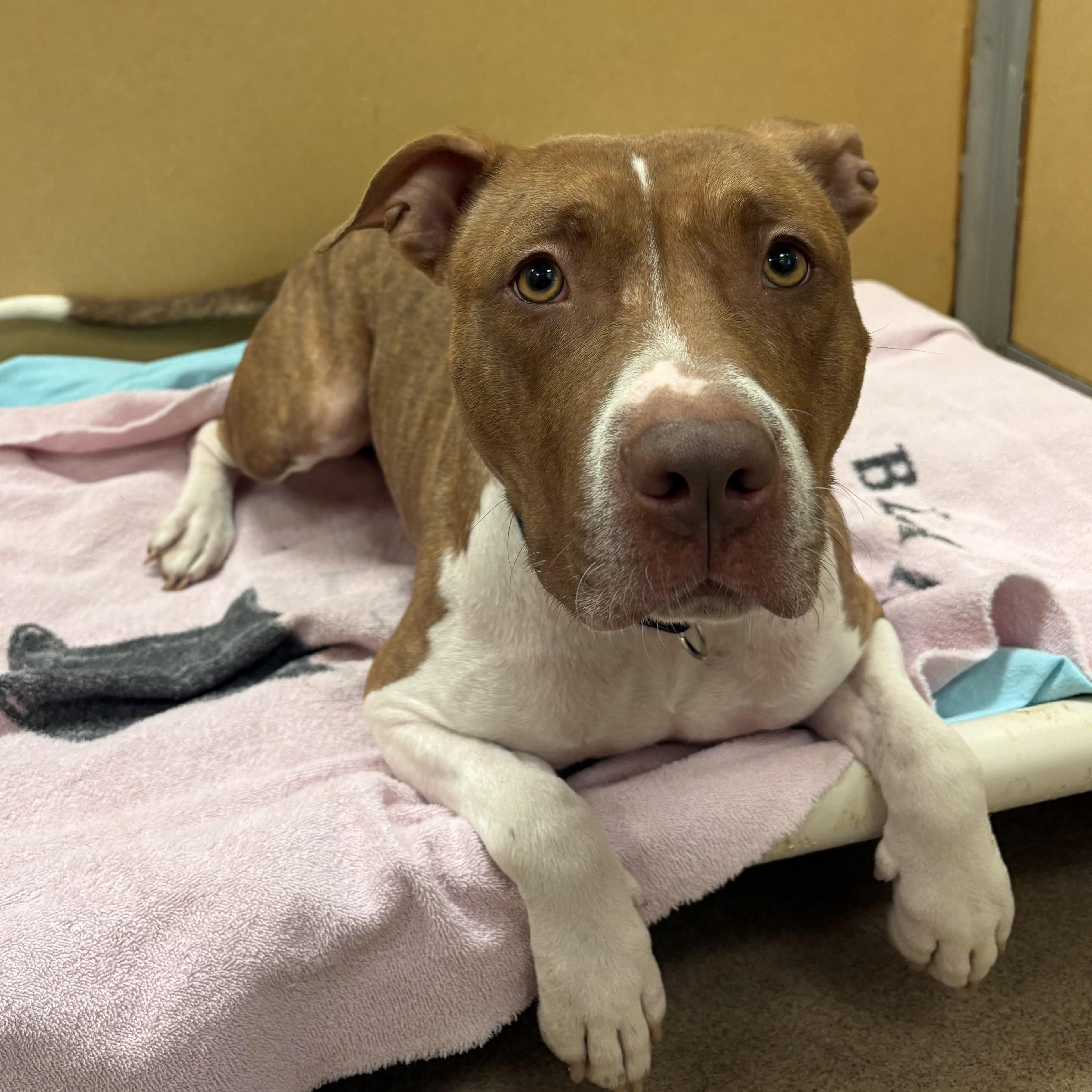 Enlarge Cinnababy, a ADOPTABLE mixed breed in Eatontown, NJ image 4/6