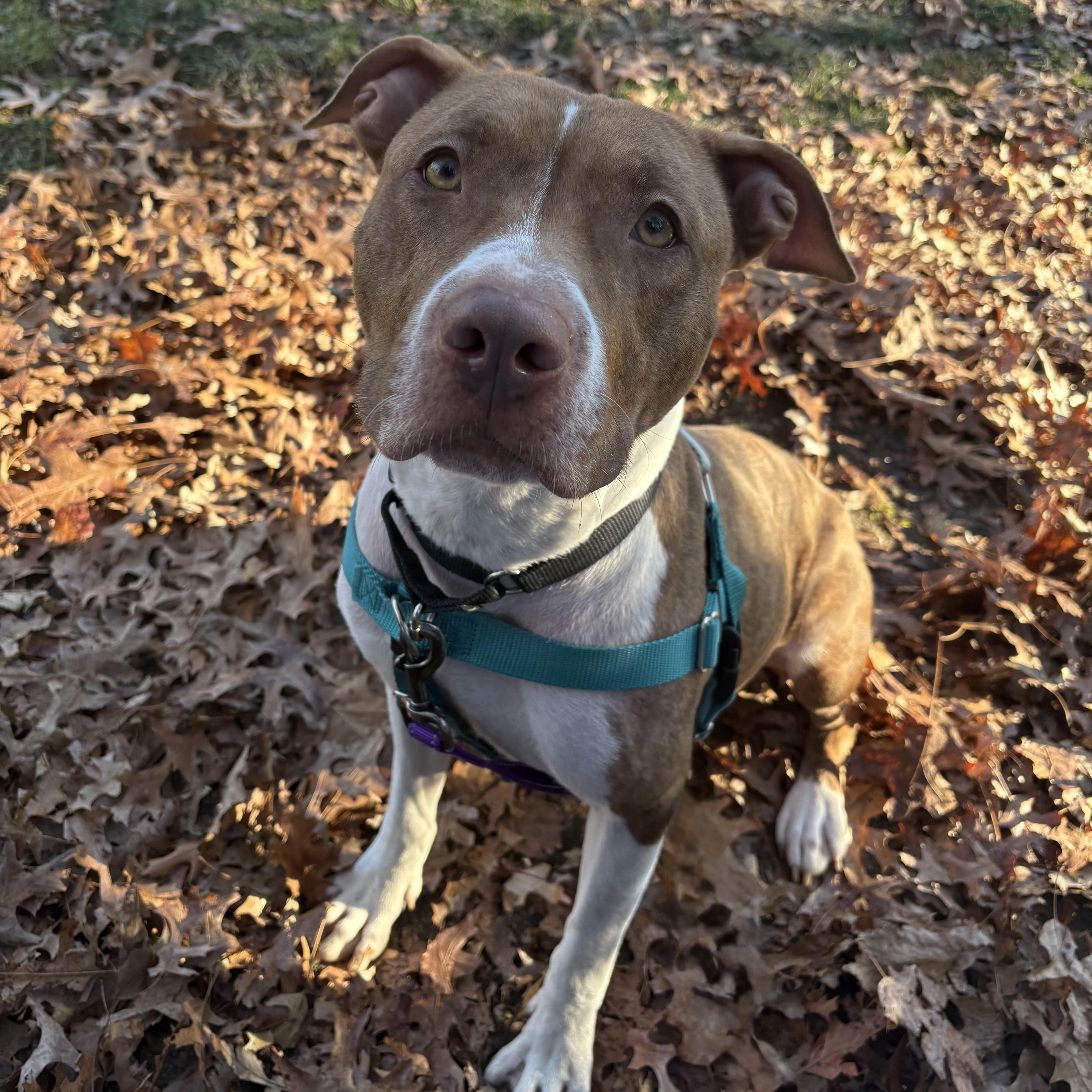 Enlarge Cinnababy, a ADOPTABLE mixed breed in Eatontown, NJ image 2/6