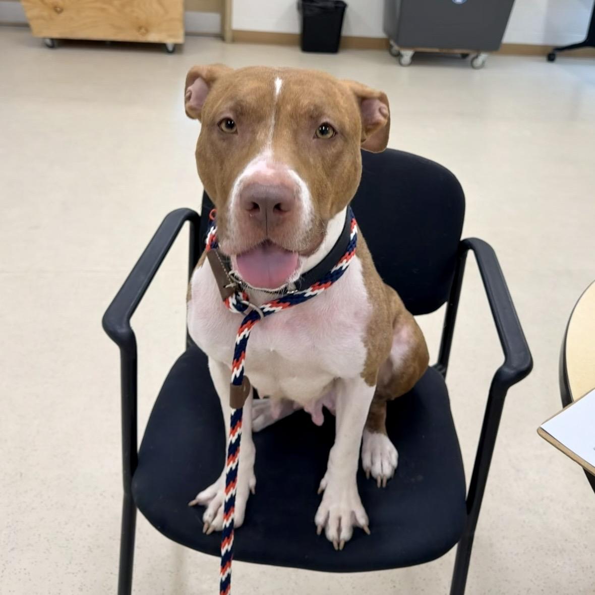 Enlarge Cinnababy, a ADOPTABLE mixed breed in Eatontown, NJ image 3/6