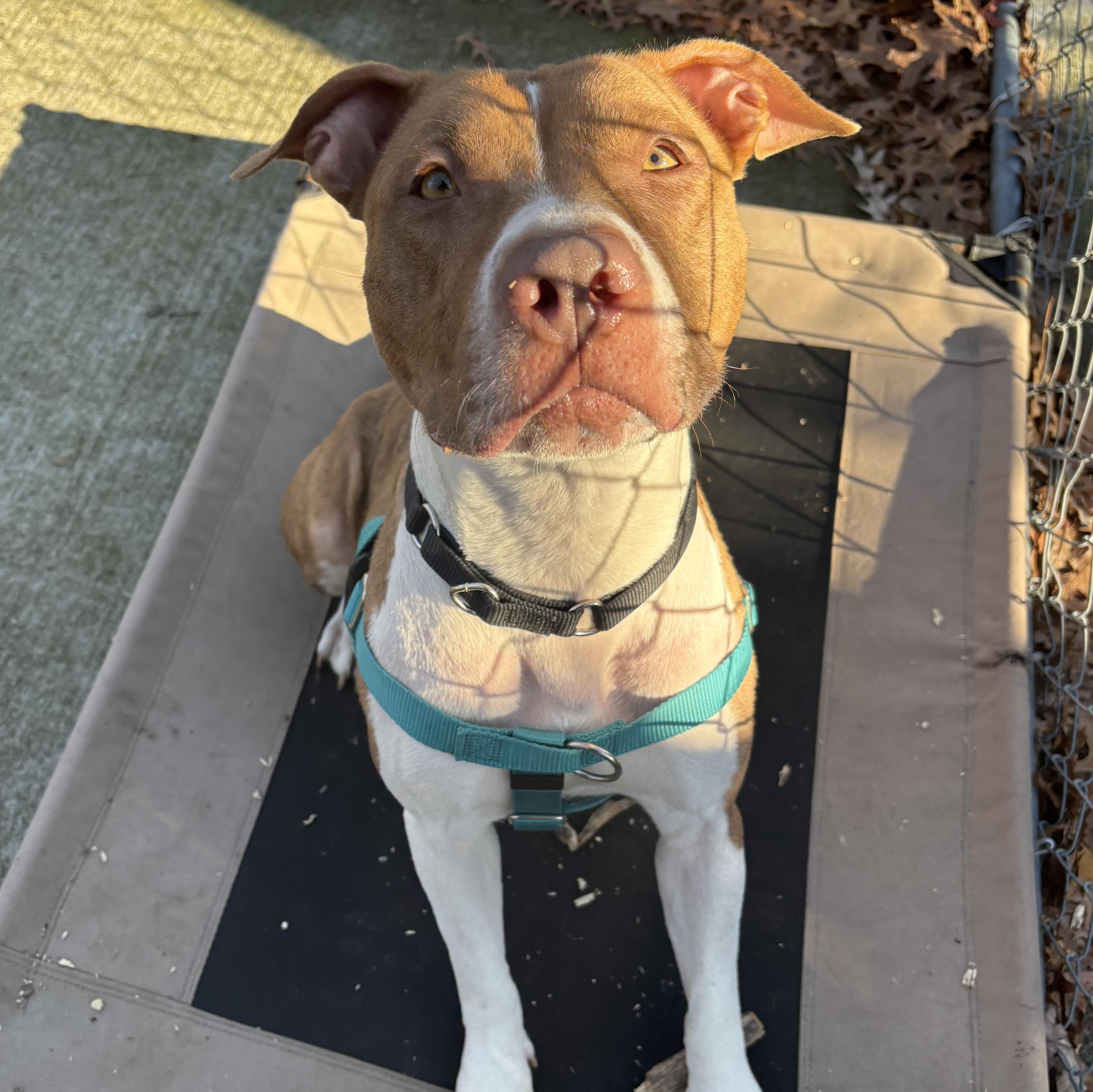 Enlarge Cinnababy, a ADOPTABLE mixed breed in Eatontown, NJ image 5/6