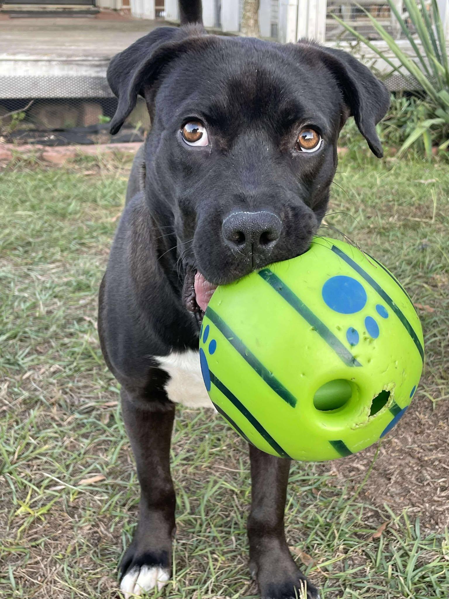 Enlarge Brock, a Adopted mixed breed in Bedminster, NJ image 5/6