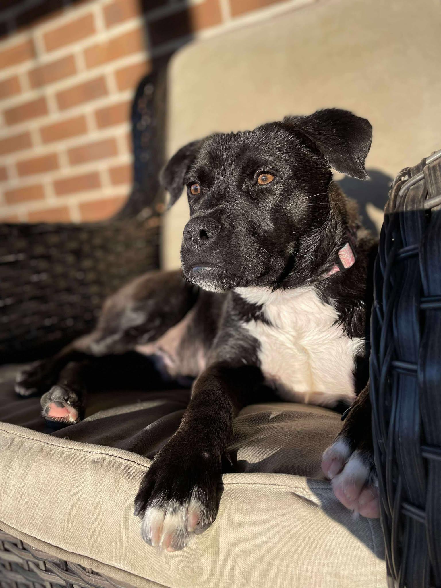 Enlarge Brock, a Adopted mixed breed in Bedminster, NJ image 3/6