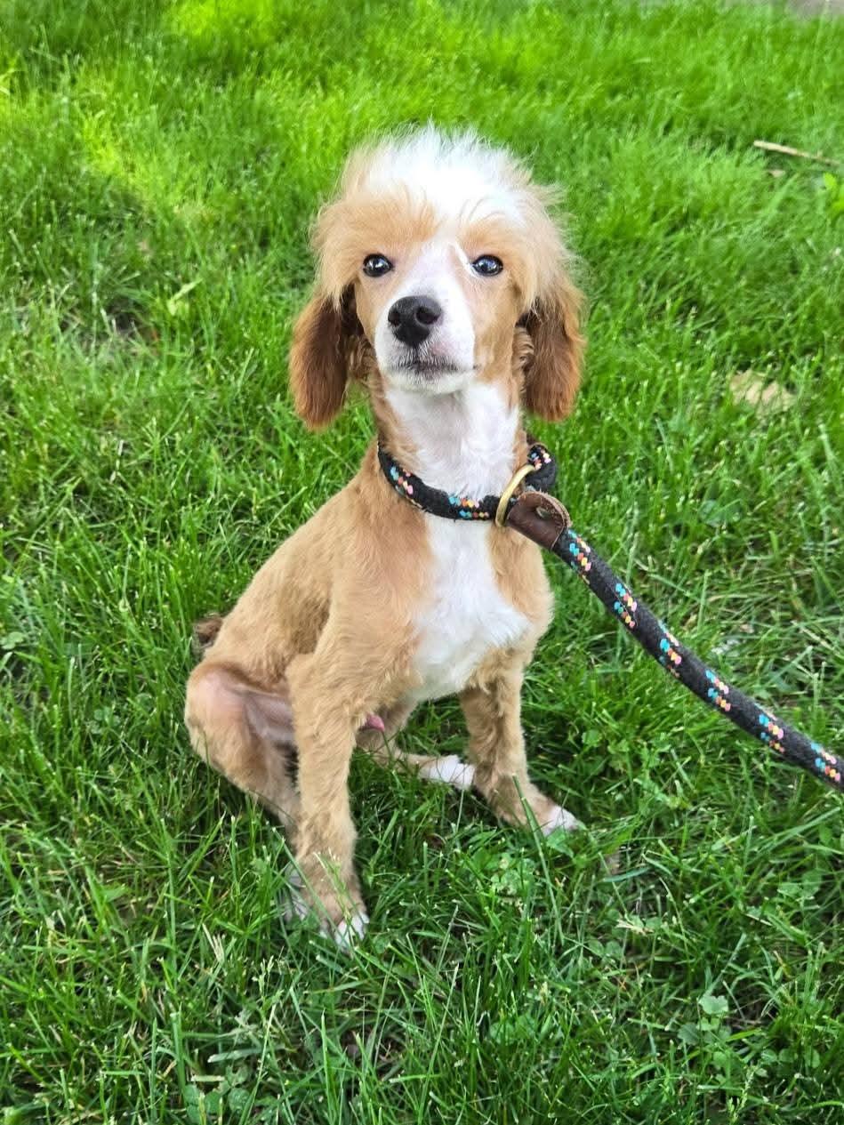 Gizmo, a ADOPTABLE mixed breed in Seville, OH image 2/3
