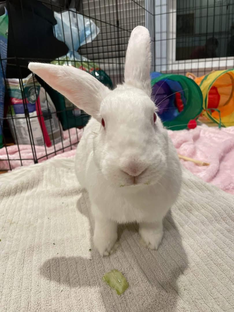 Enlarge Lychee , a ADOPTABLE New Zealand in St. Charles, MO image 1/5