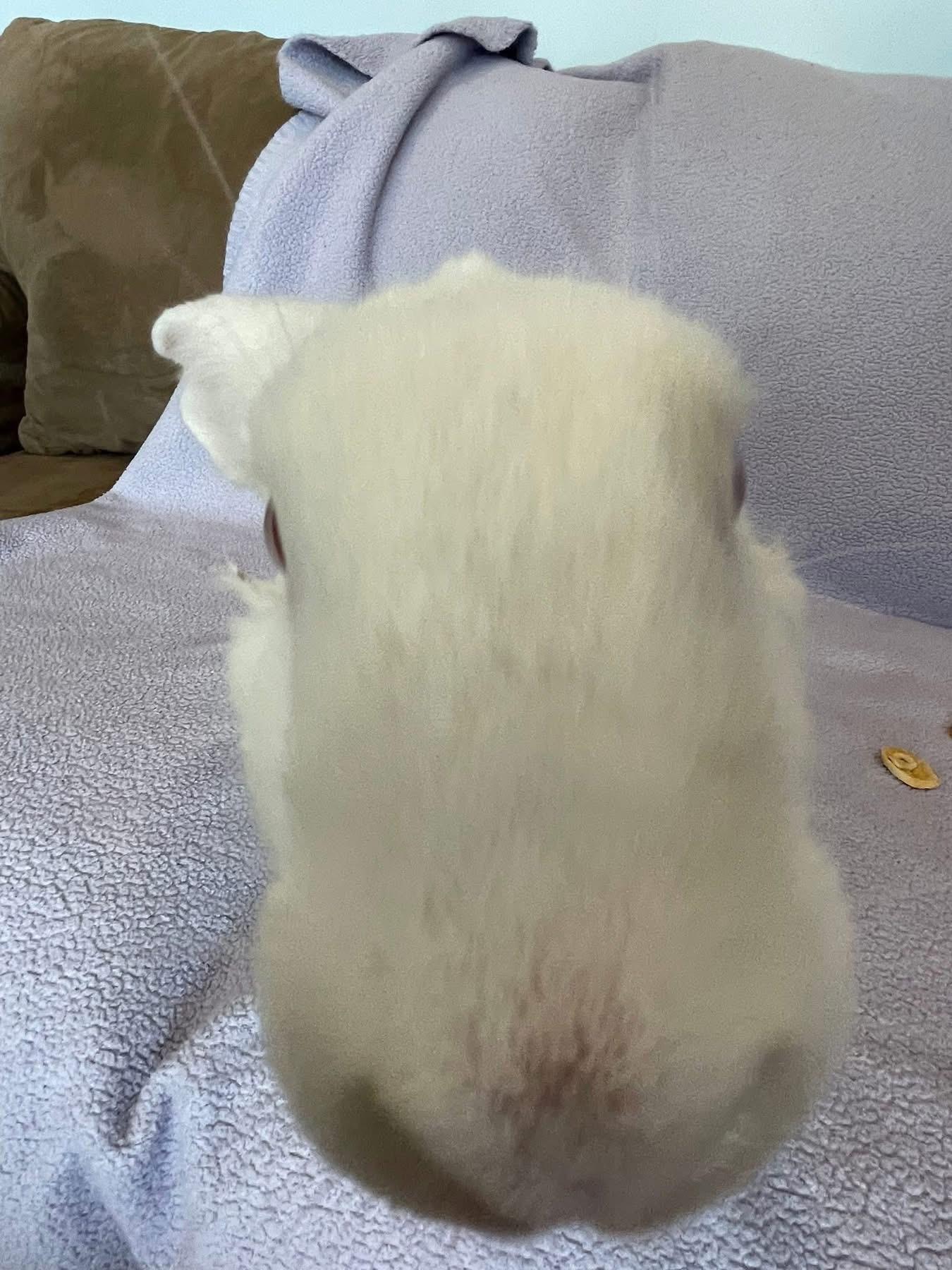 Enlarge Lychee , a ADOPTABLE New Zealand in St. Charles, MO image 2/5