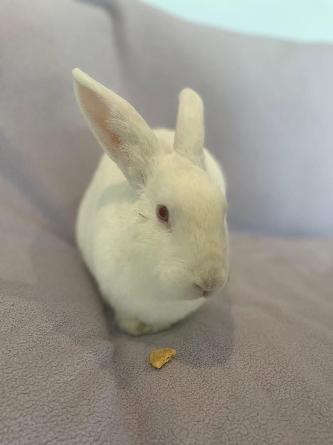 Enlarge Lychee , a ADOPTABLE New Zealand in St. Charles, MO image 3/5