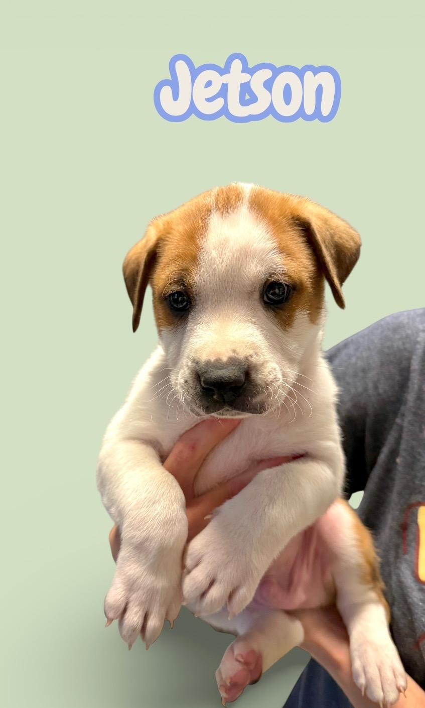 Enlarge J litter jetson , a Adoptable mixed breed in South Amboy, NJ image 1/1