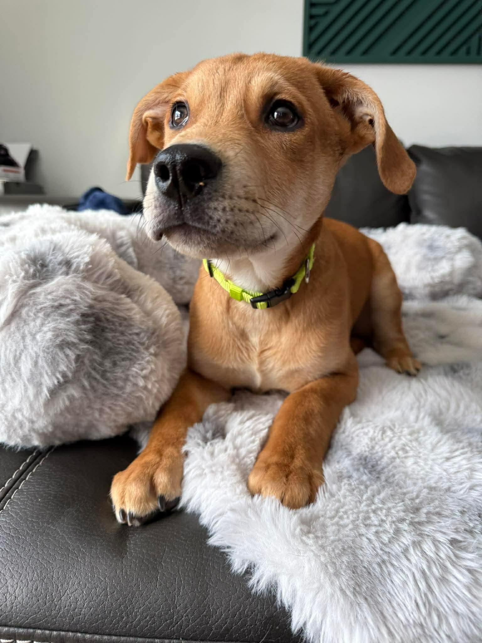Enlarge Gunther, a Adoptable Pit Bull Terrier in Duluth, MN image 1/3