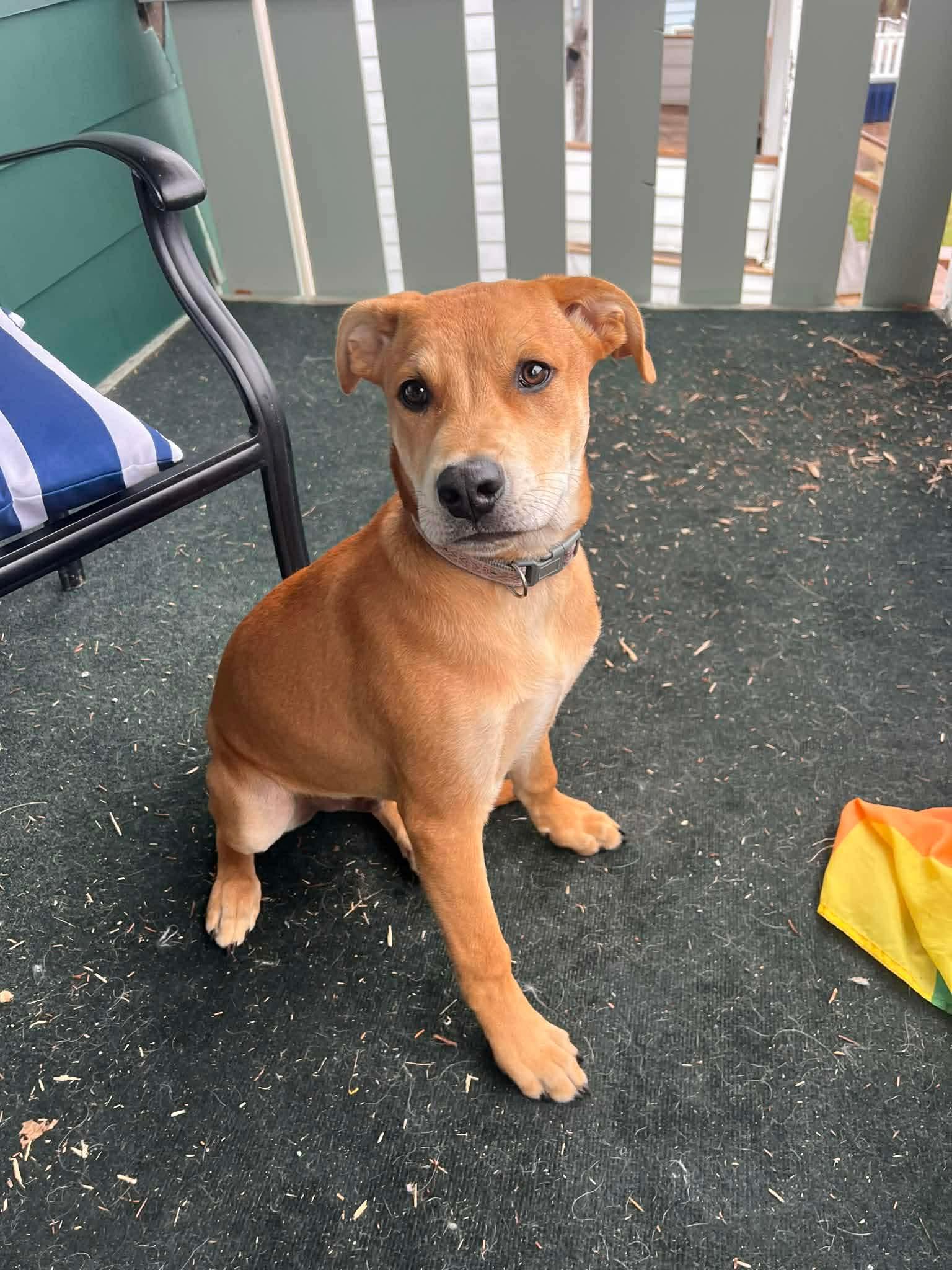 Gunther, Adoptable, Young Male Pit Bull Terrier.
