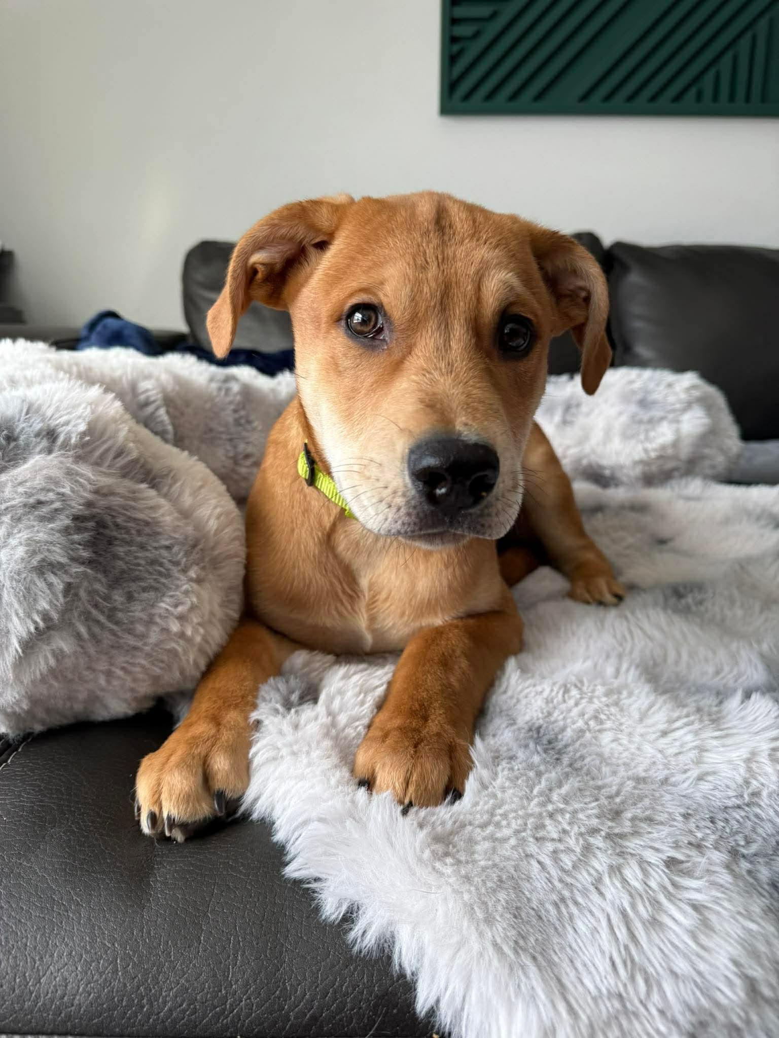 Enlarge Gunther, a Adoptable Pit Bull Terrier in Duluth, MN image 2/3