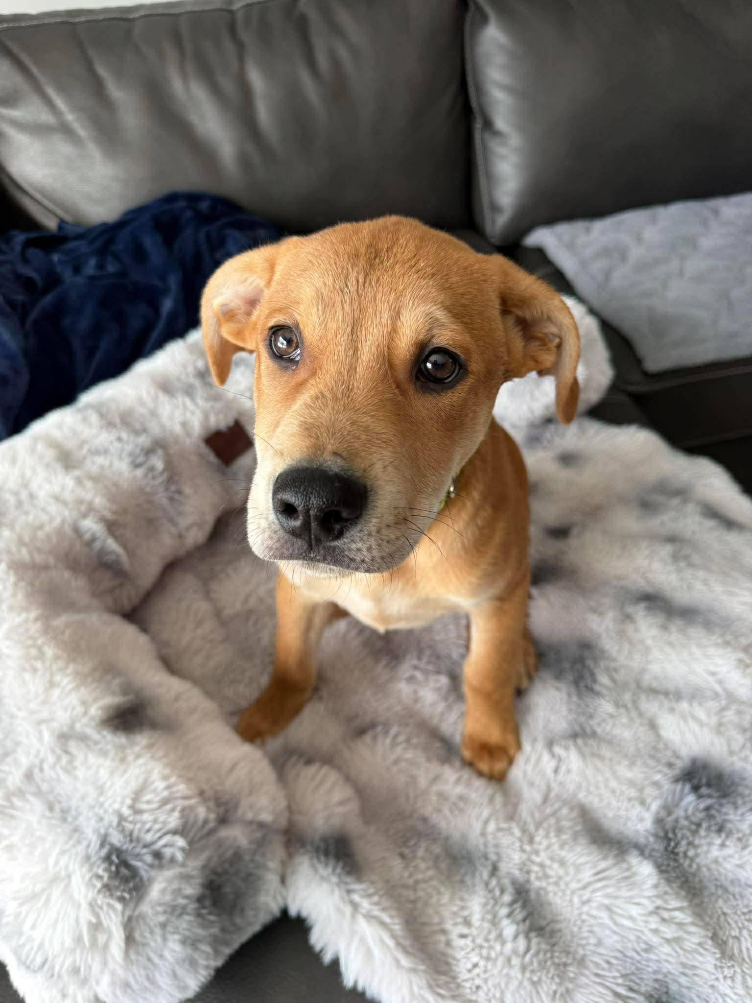 Enlarge Gunther, a Adoptable Pit Bull Terrier in Duluth, MN image 3/3
