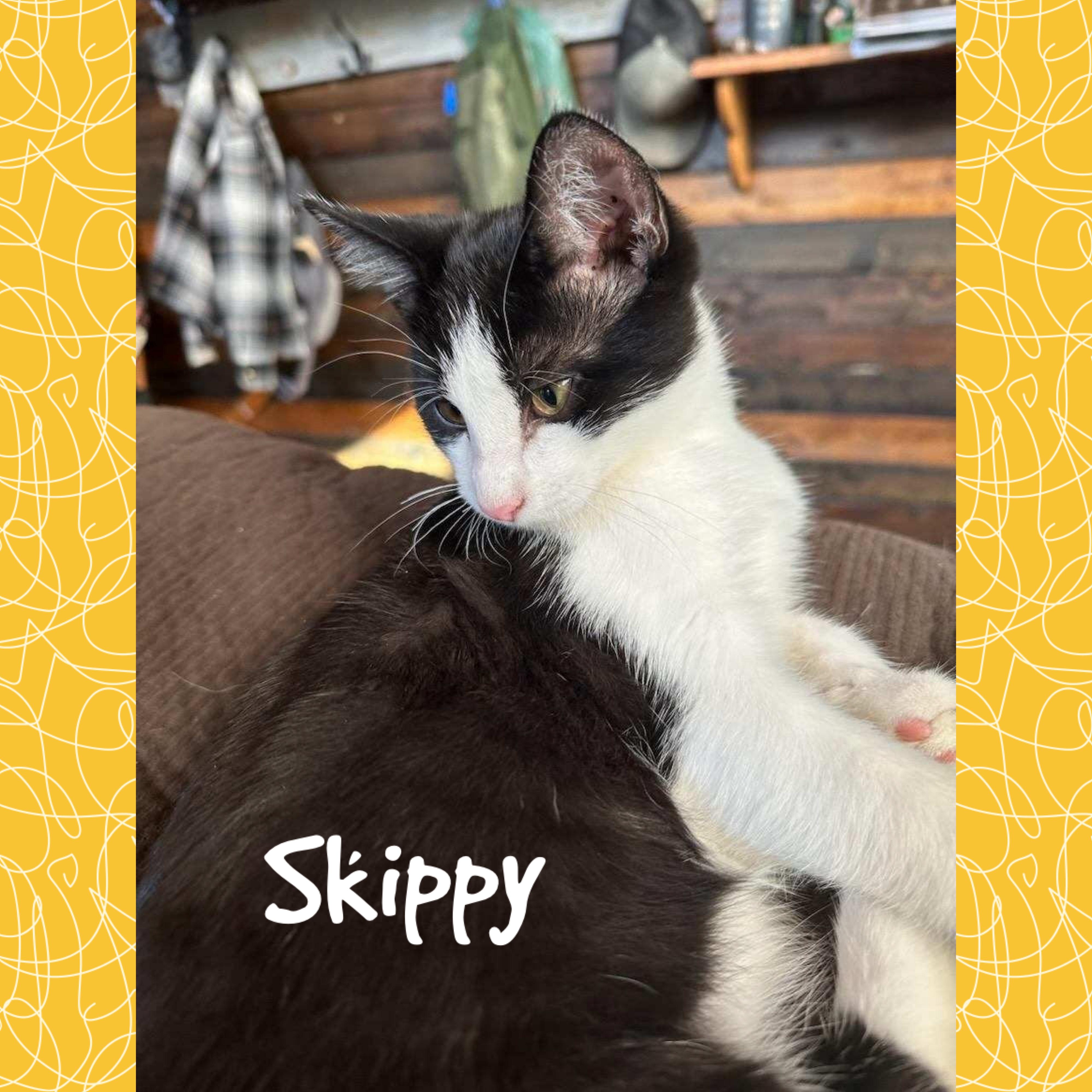 Skippy, an adoptable Domestic Medium Hair in Red Lodge, MT, 59068 | Photo Image 4