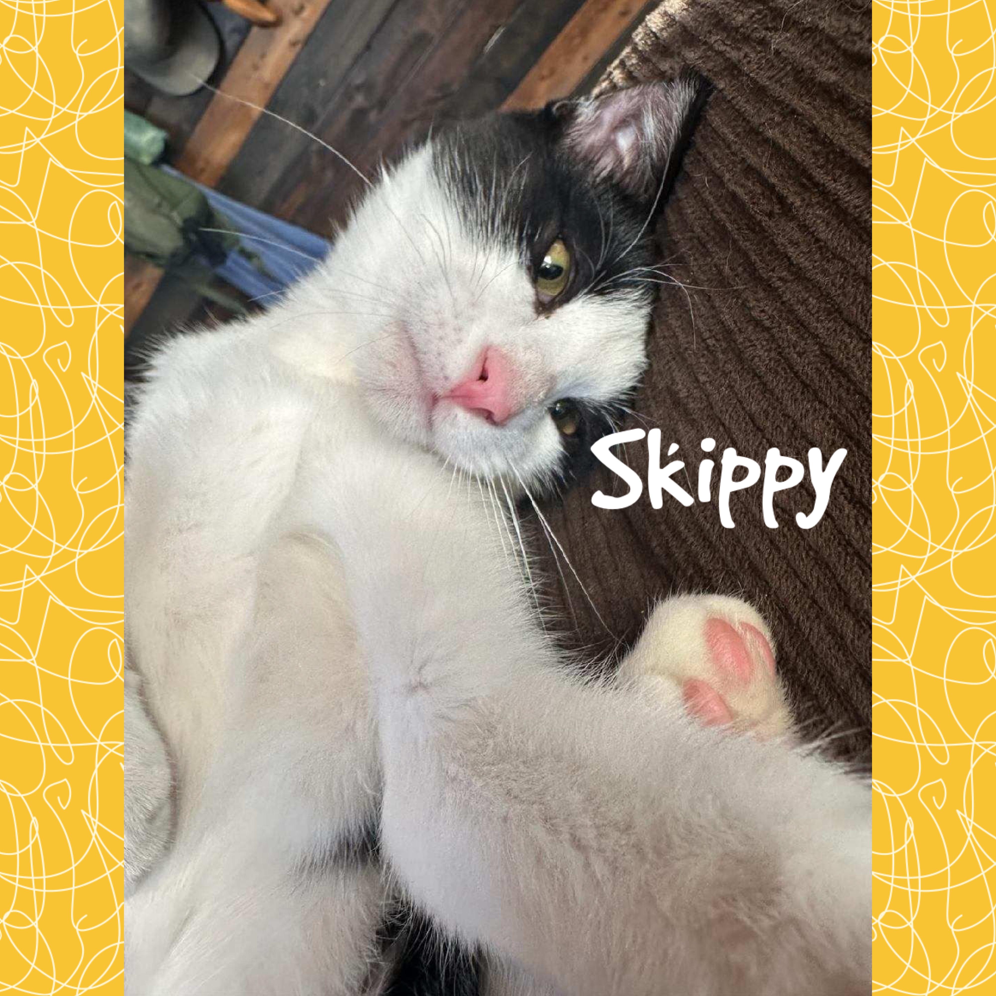 Skippy, an adoptable Domestic Medium Hair in Red Lodge, MT, 59068 | Photo Image 1