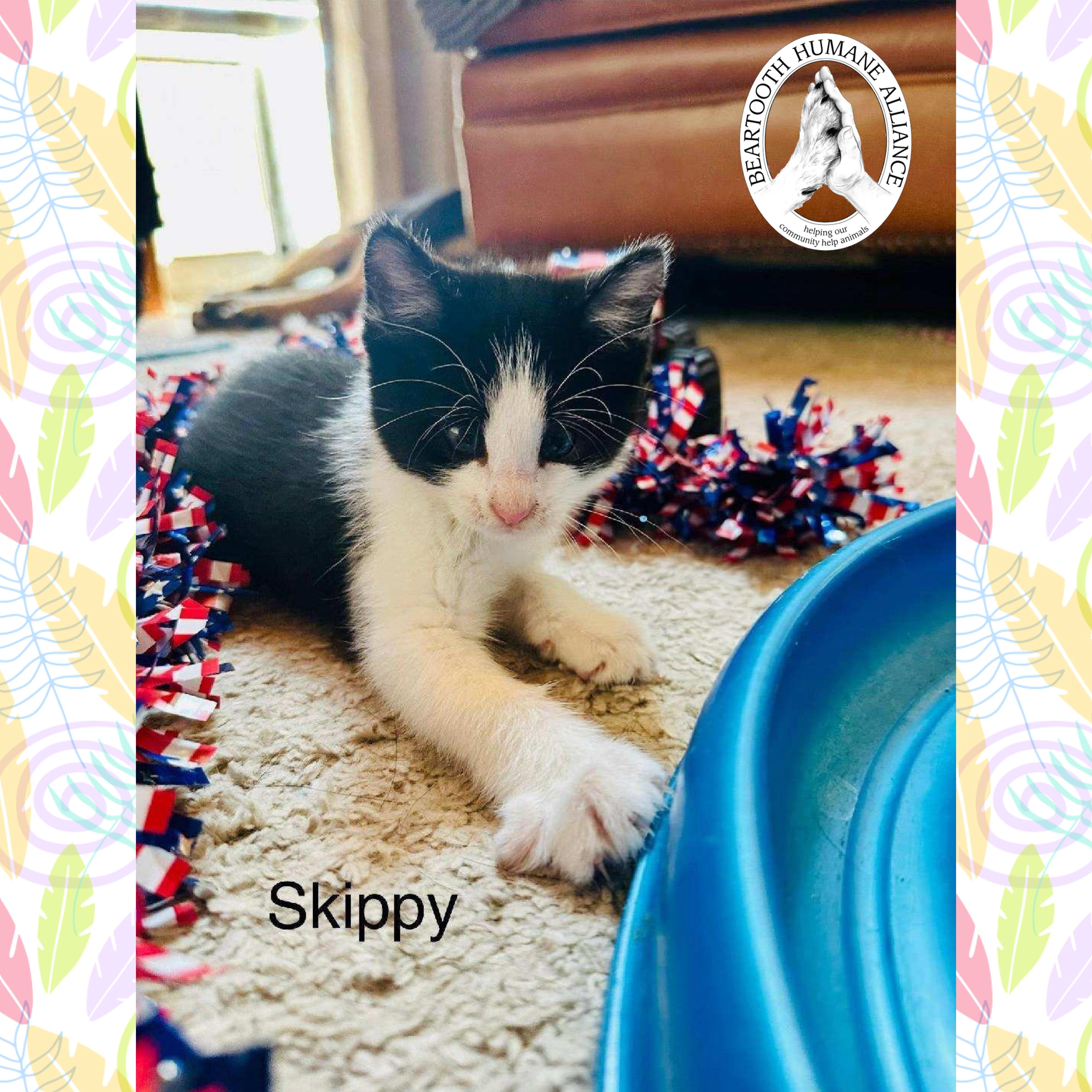 Skippy, an adoptable Domestic Medium Hair in Red Lodge, MT, 59068 | Photo Image 2
