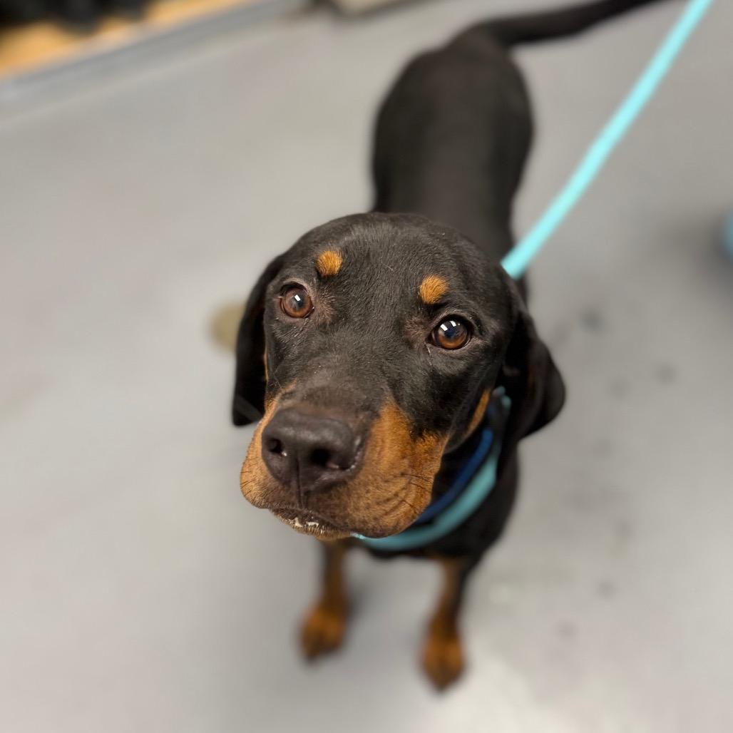 Enlarge Banjo, a Adoptable Mixed Breed in Sarasota, FL image 1/5