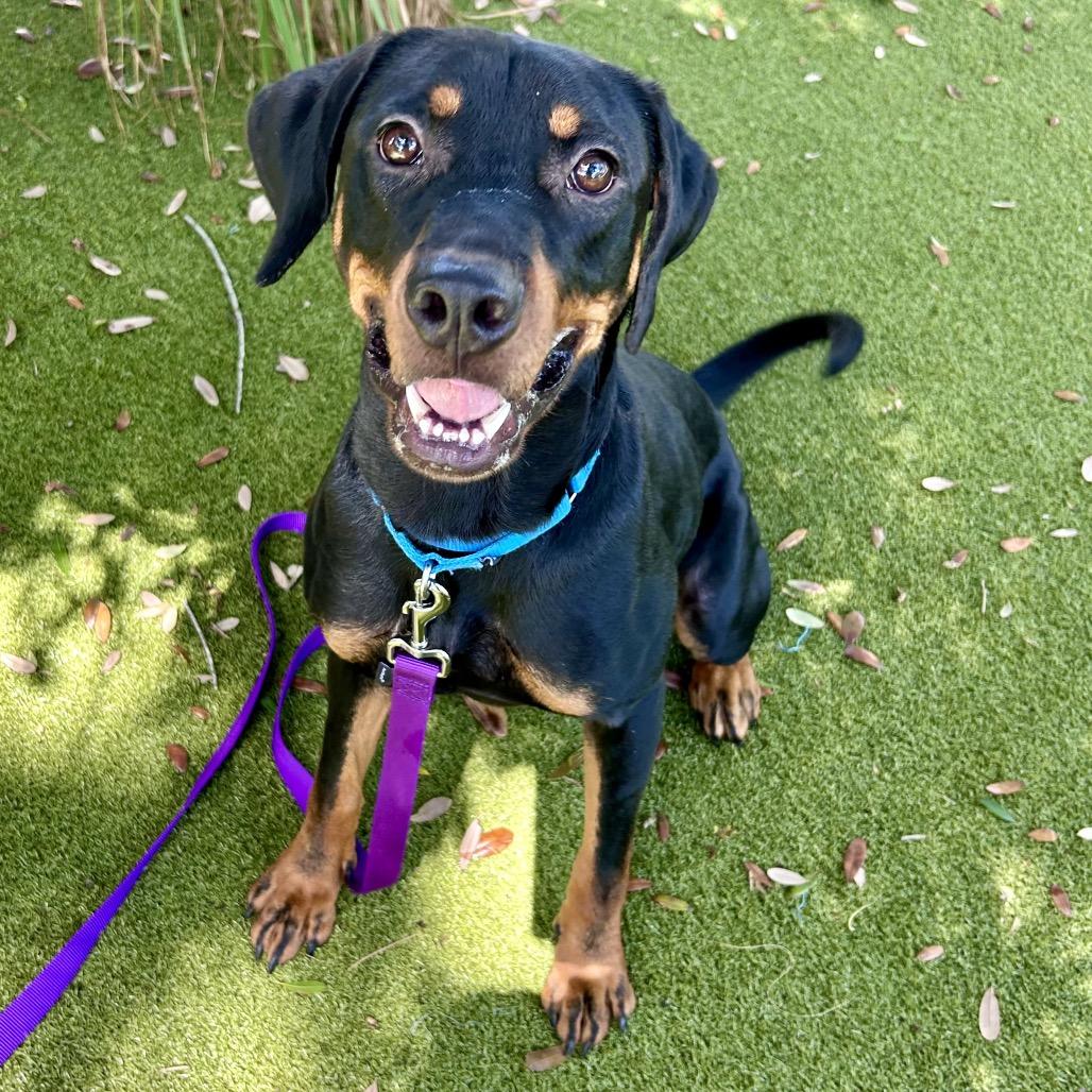 Enlarge Banjo, a Adoptable Mixed Breed in Sarasota, FL image 2/5