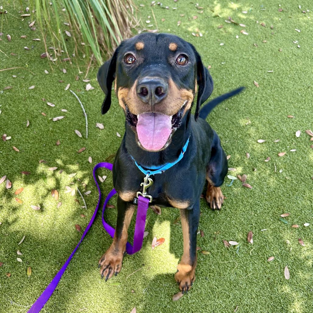 Enlarge Banjo, a Adoptable Mixed Breed in Sarasota, FL image 3/5