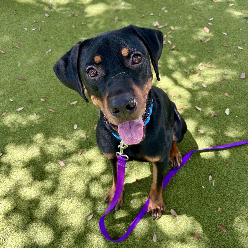 Enlarge Banjo, a Adoptable Mixed Breed in Sarasota, FL image 4/5