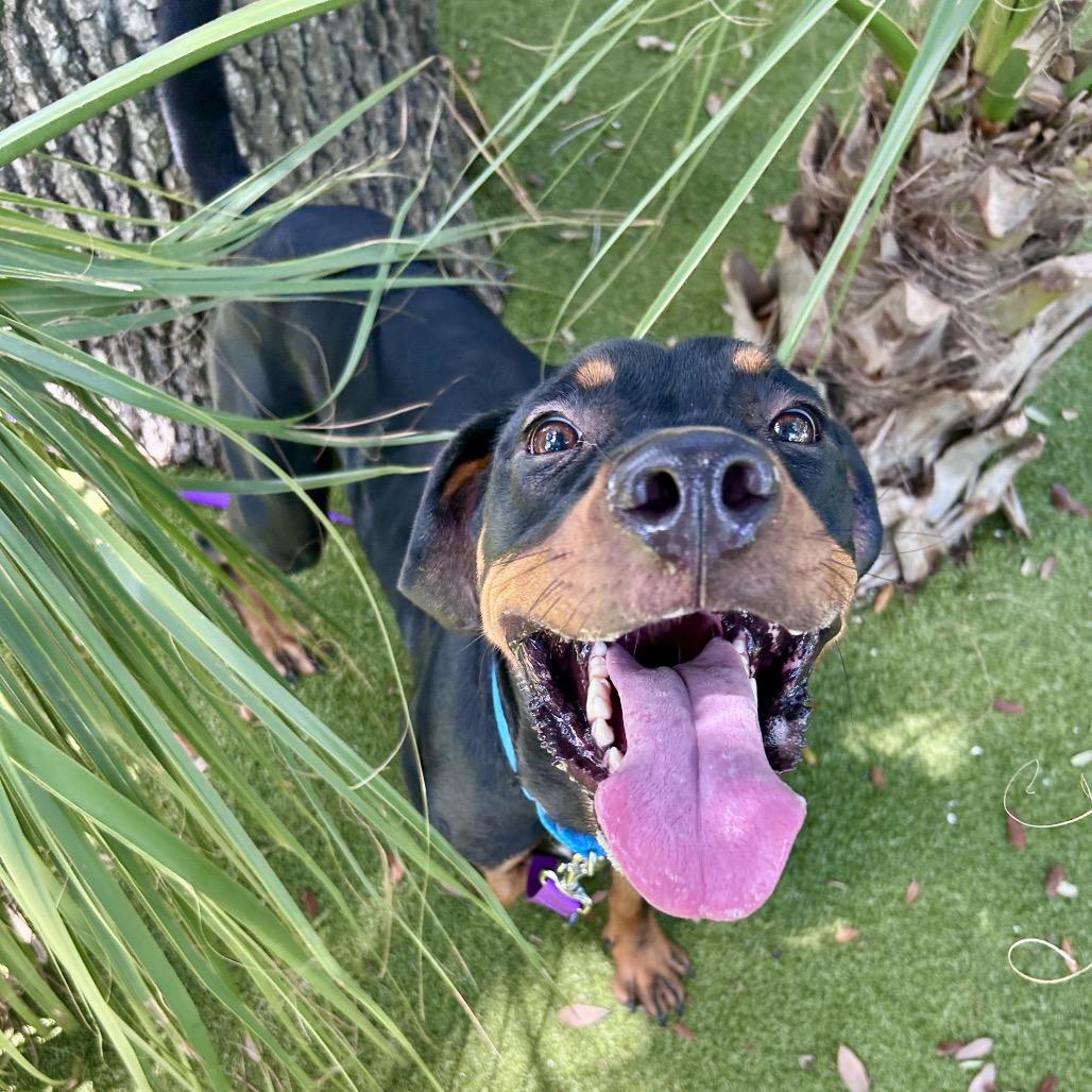 Enlarge Banjo, a Adoptable Mixed Breed in Sarasota, FL image 5/5